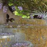 Particolare della scalinata di una villa in corso Umberto I. Il glicine � il protagonista della primavera di Santo Spirito